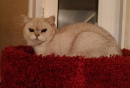 любые вопросы по проживанию вашей кошки (кота) задавайте по адресу info@cats-dog-house.ru